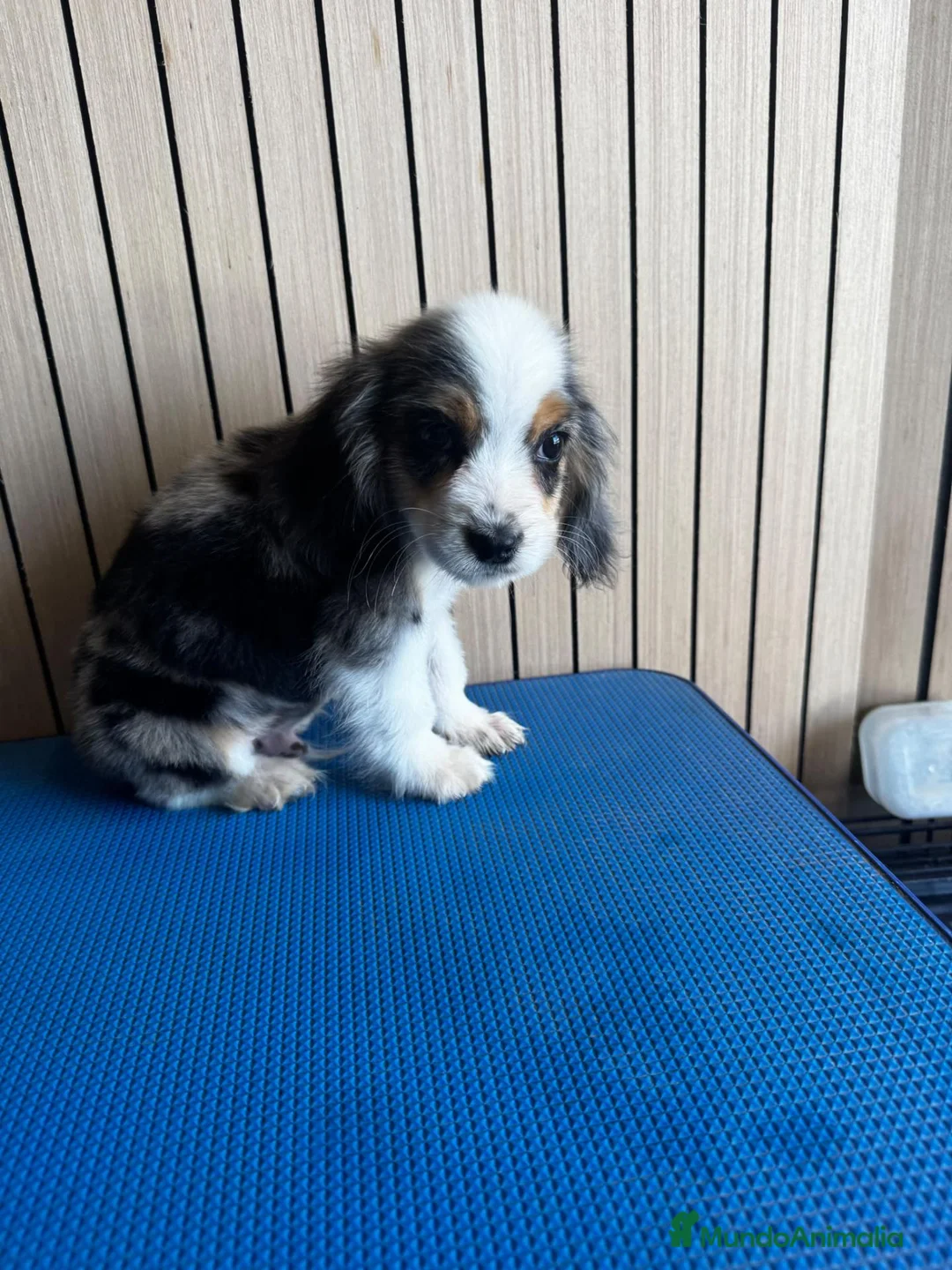 Cocker Spaniel Americano perros en venta: Cachorros cocker - Anuncio 2