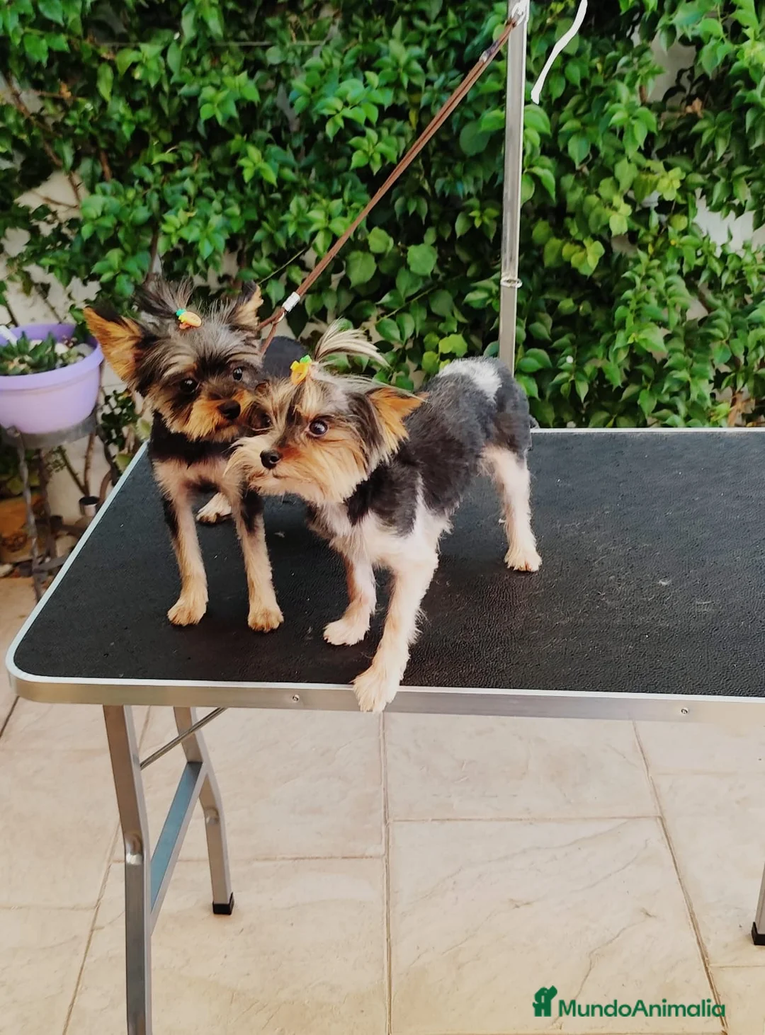 Yorkshire Terrier perros en venta: Yorkshire toy - Anuncio 4