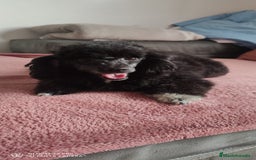 Caniche Toy perros en venta: Caniche toy - Anuncio 3