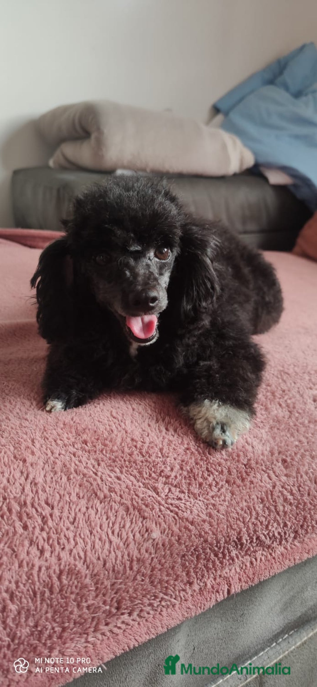 Caniche Toy perros en venta: Caniche toy - Anuncio 3