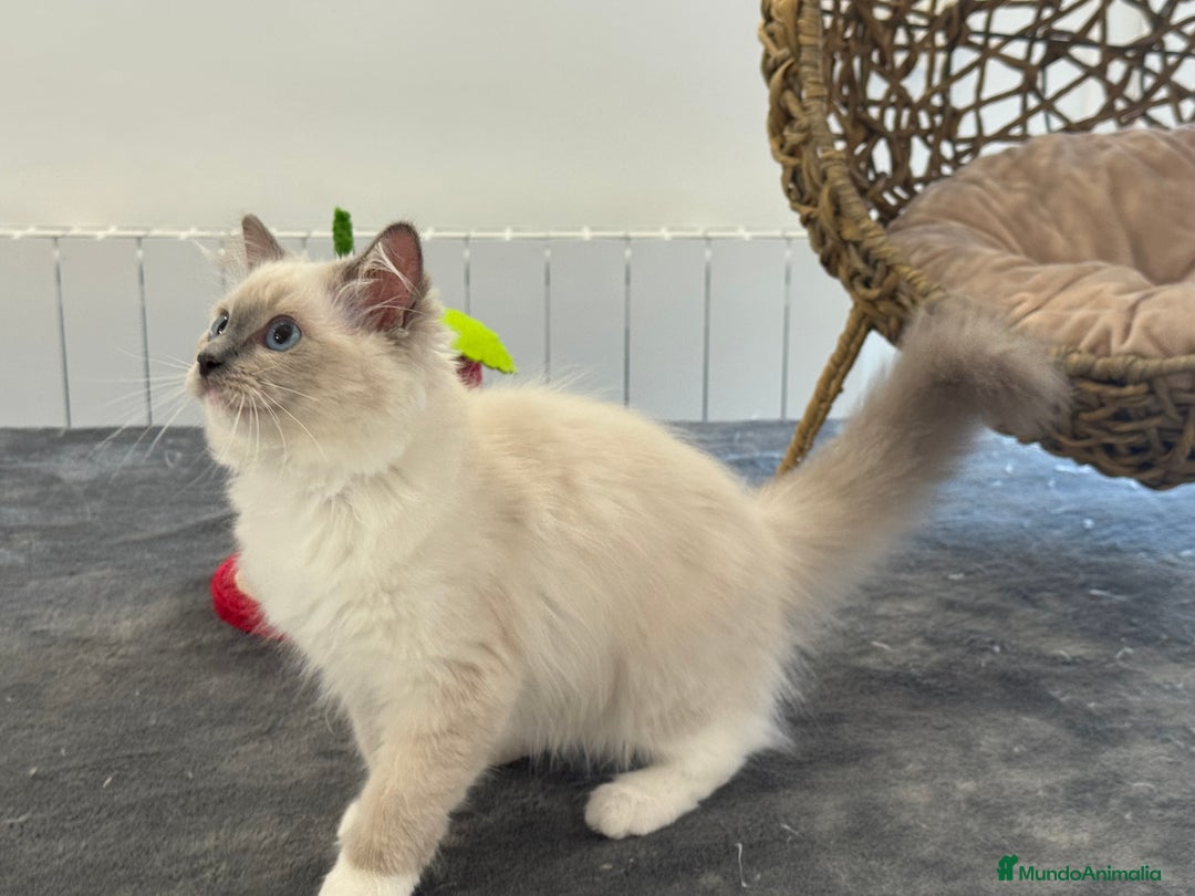 Ragdoll gatos en venta: Camada Ragdoll - Imagen 40
