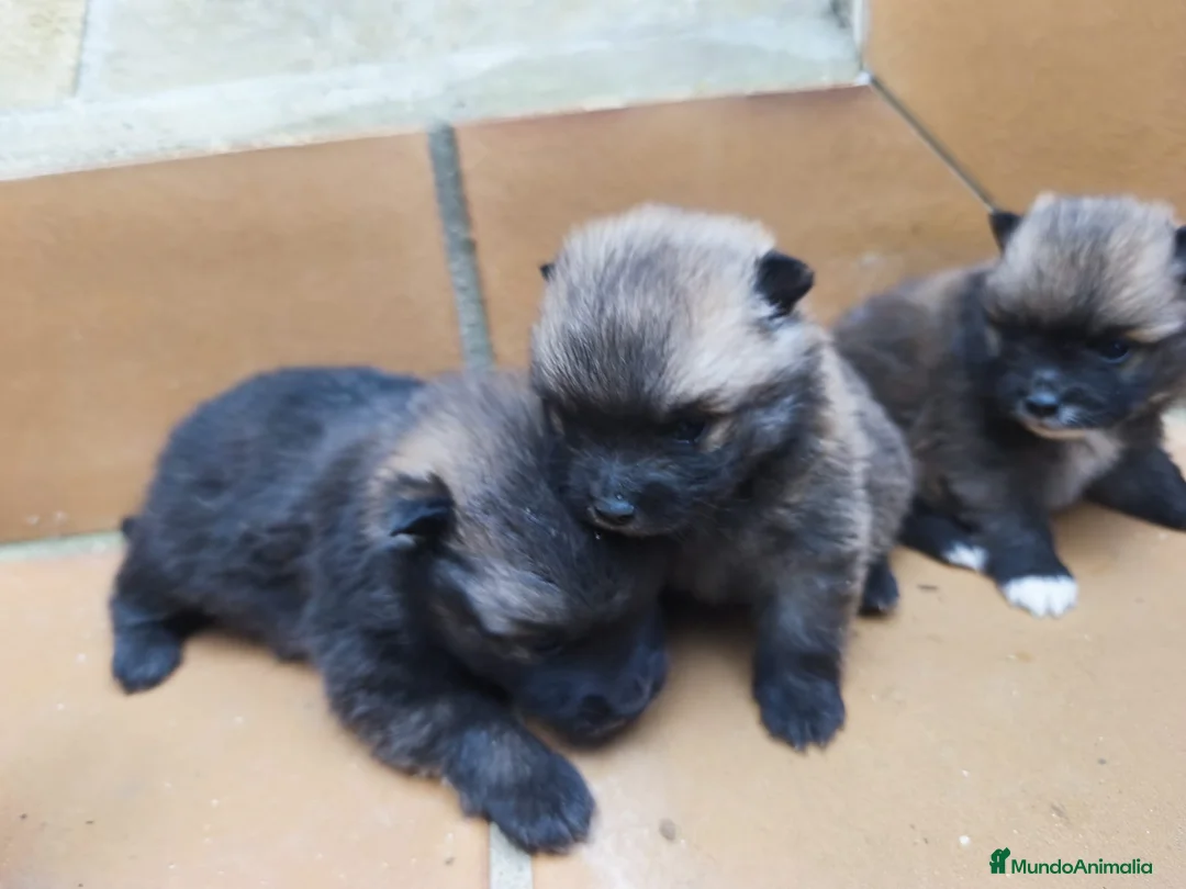 Pomerania perros en venta: POMERANIA - Anuncio 2