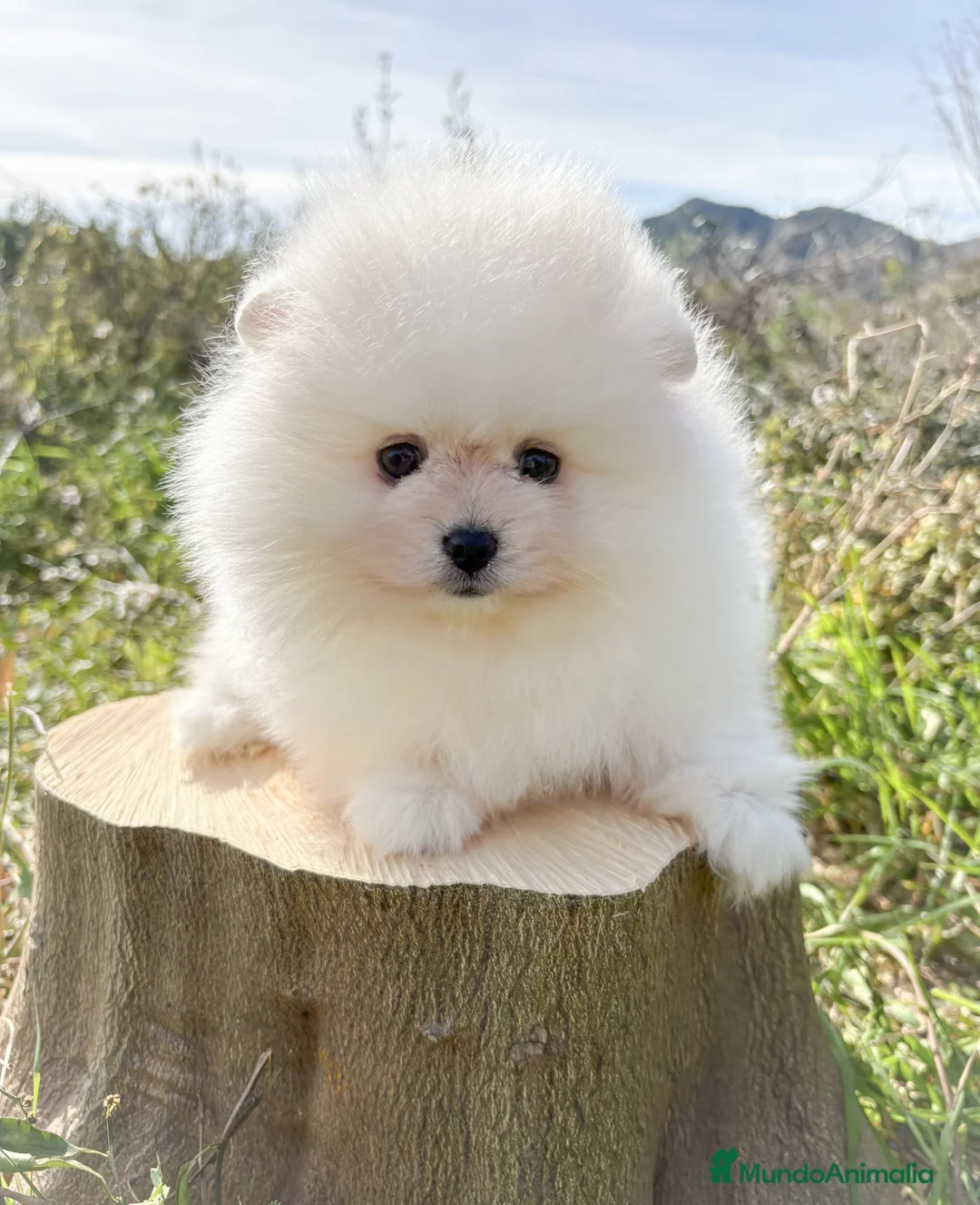 Pomerania perros en venta: Lulu de Pomerania - Anuncio 3