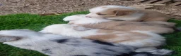 Border Collie perros en venta: Preciosos border collie - Anuncio 3