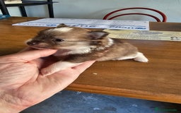 Pomerania perros en venta: Espectaculares Pomerania - Imagen 1