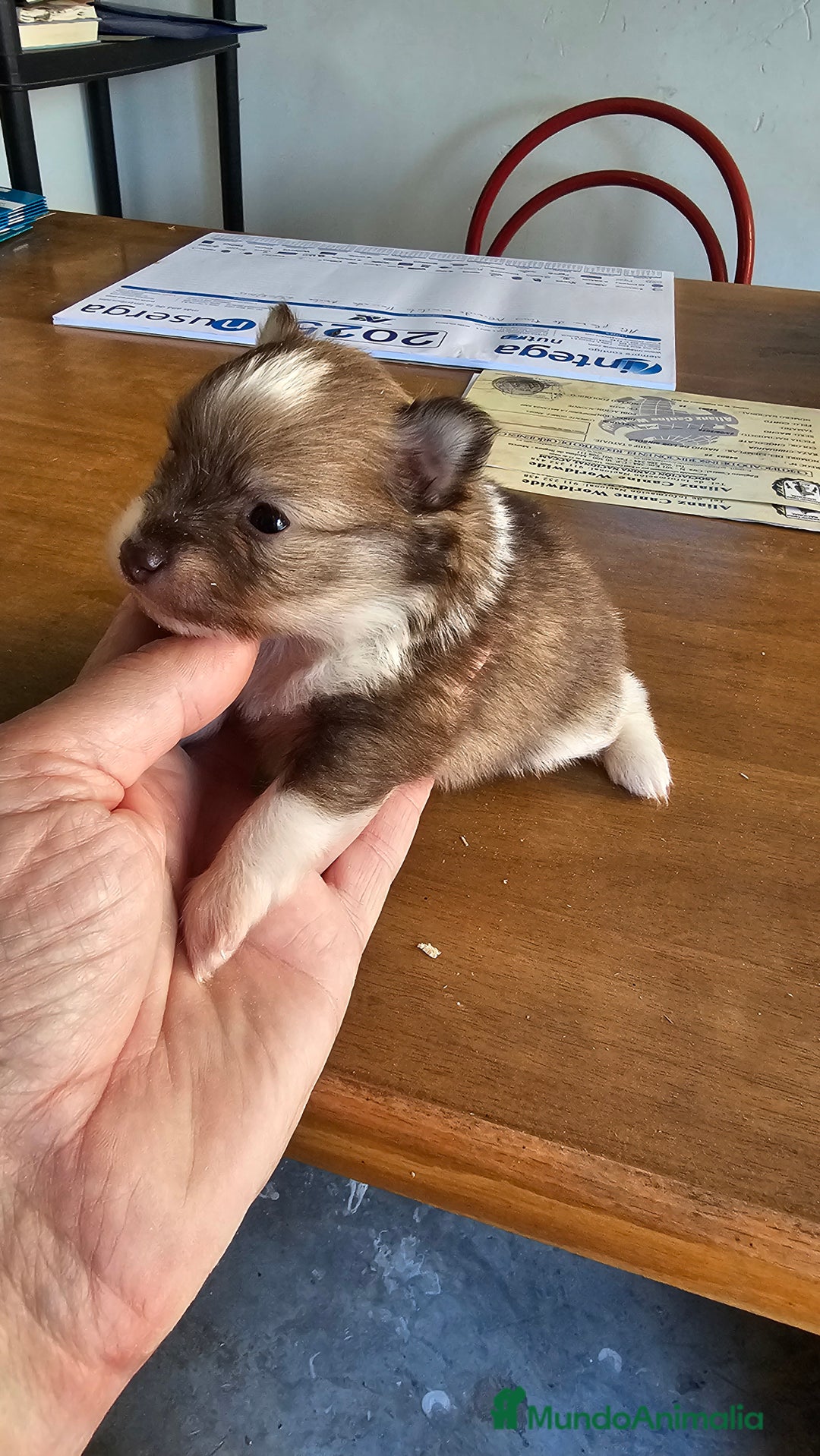 Pomerania perros en venta: Espectaculares Pomerania - Imagen 1