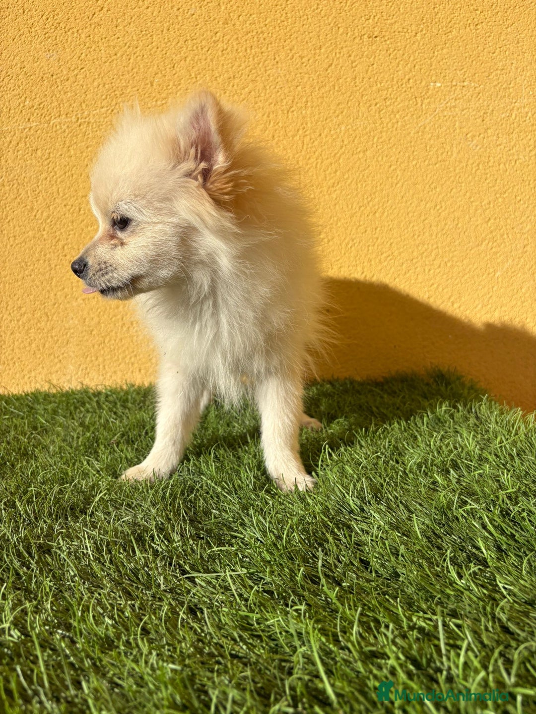 Pomerania perros en venta: pomerania toy macho blanco  - Imagen 8