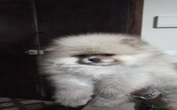 Pomerania perros en venta: Lindo bebé de Pomerania Toy - Imagen 2