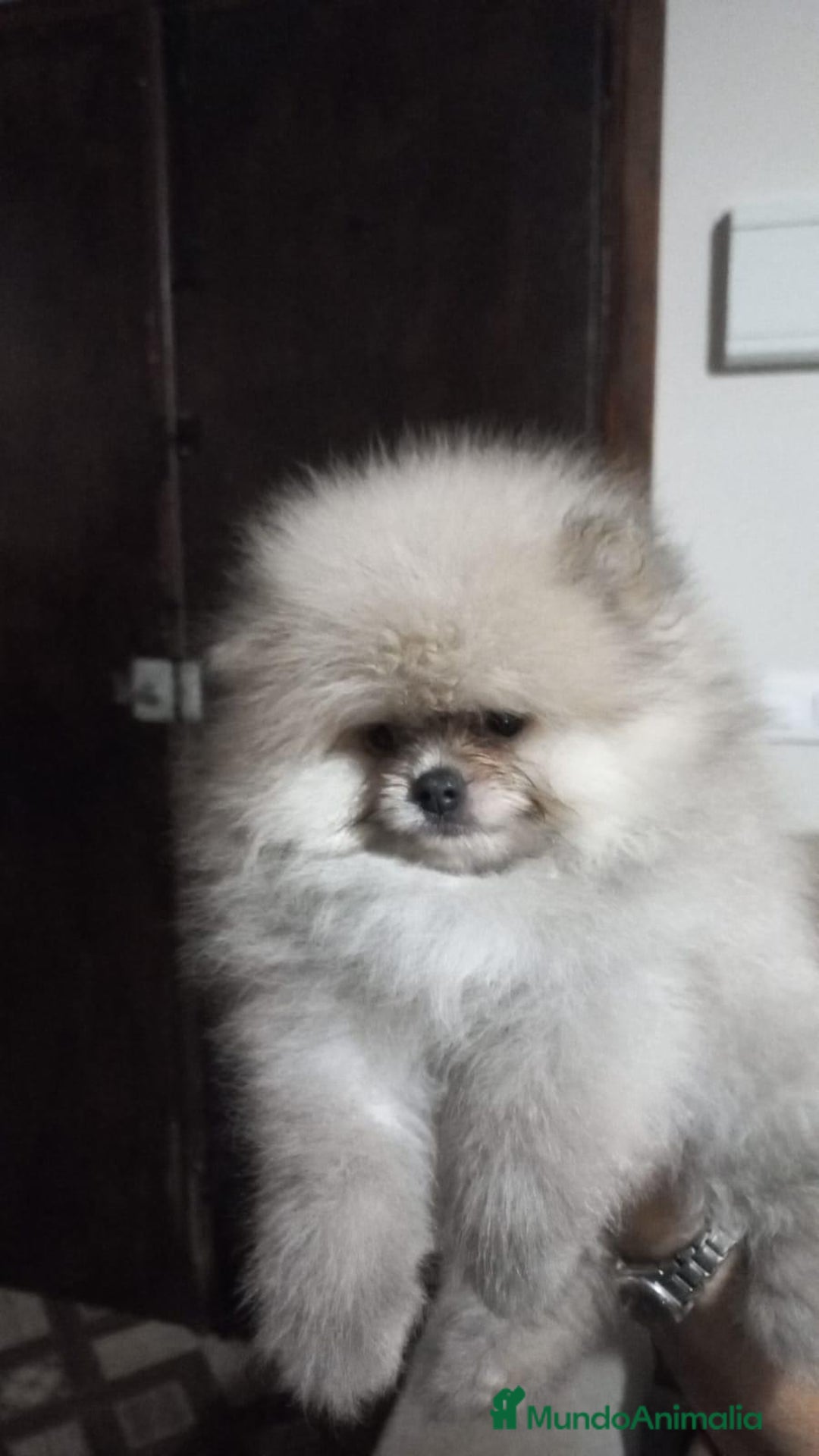 Pomerania perros en venta: Lindo bebé de Pomerania Toy - Imagen 2