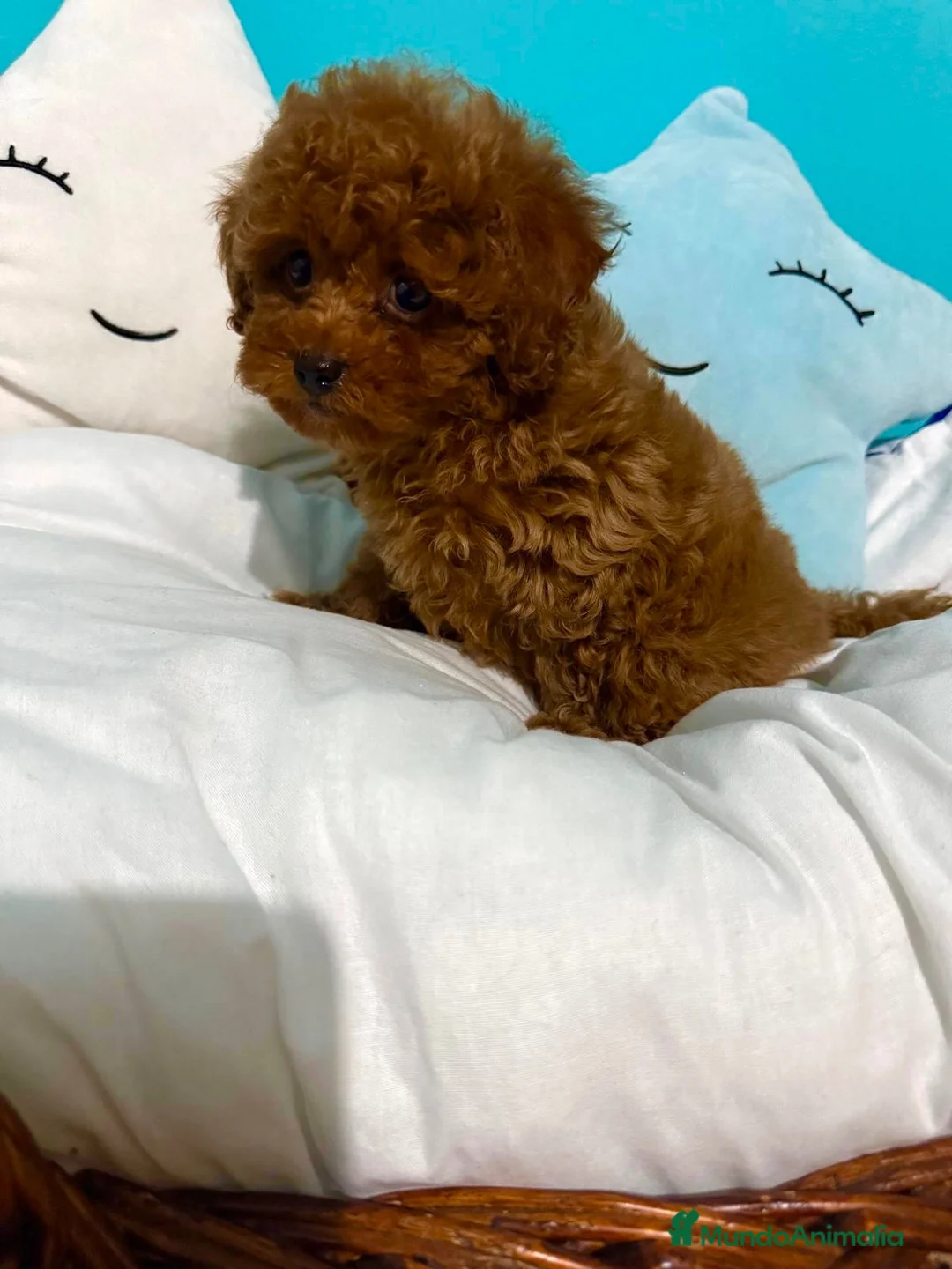 Caniche Toy perros en venta: Caniche  toy hembra y macho !!! - Anuncio 1