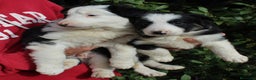 Border Collie perros en venta: Border collie standar  - Anuncio 3