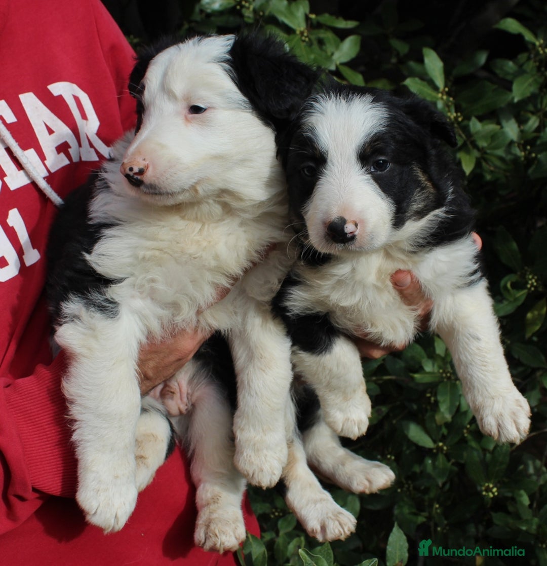 Border Collie perros en venta: Border collie standar  - Anuncio 3