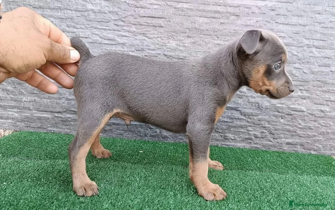 Pinscher Miniatura perros en venta: PINSCHER MINI - MADRID Y ALREDEDORES  - Anuncio 2