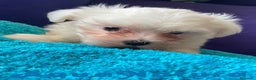 Bichón Maltés perros en venta: Bichon Maltes Hembra de Mala 3968 - AQUANATURA en Barcelona - Anuncio 8
