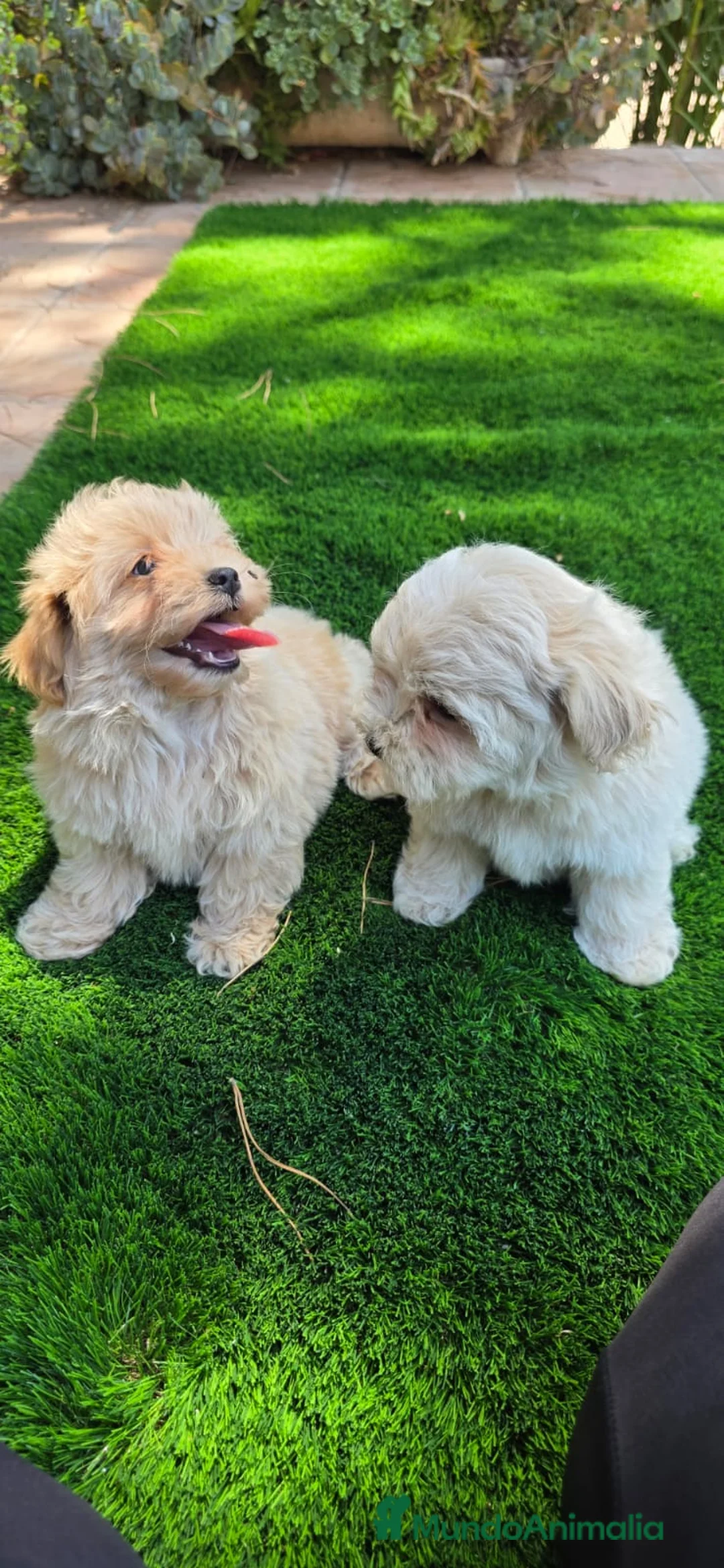 Maltipoo perros en venta: Preciosa camada de maltipoo toy - Anuncio 5