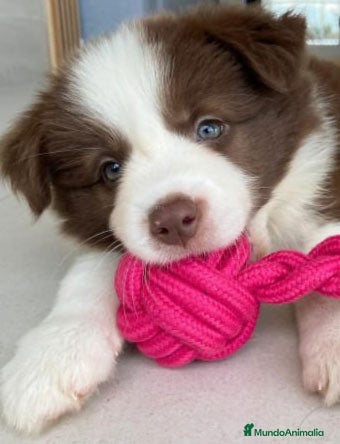 Border Collie perros border collie  - Anuncio 2