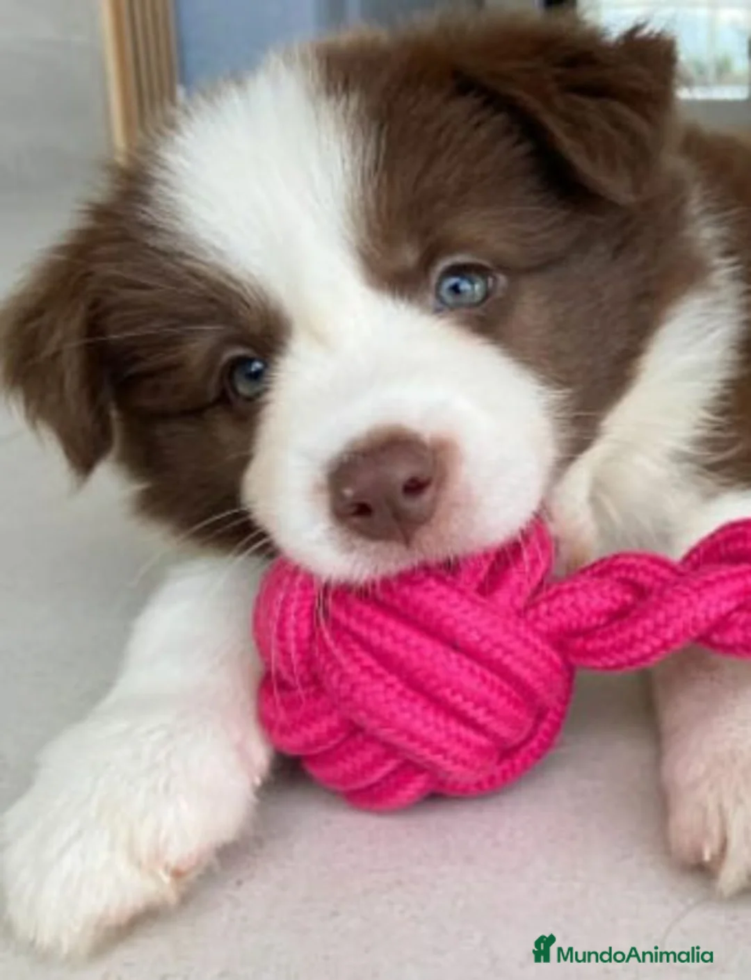 Border Collie perros en venta: border collie  en La Coruña - Anuncio 1