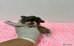 Chihuahua perros en venta: Chihuahua pelo largo  - Imagen 1