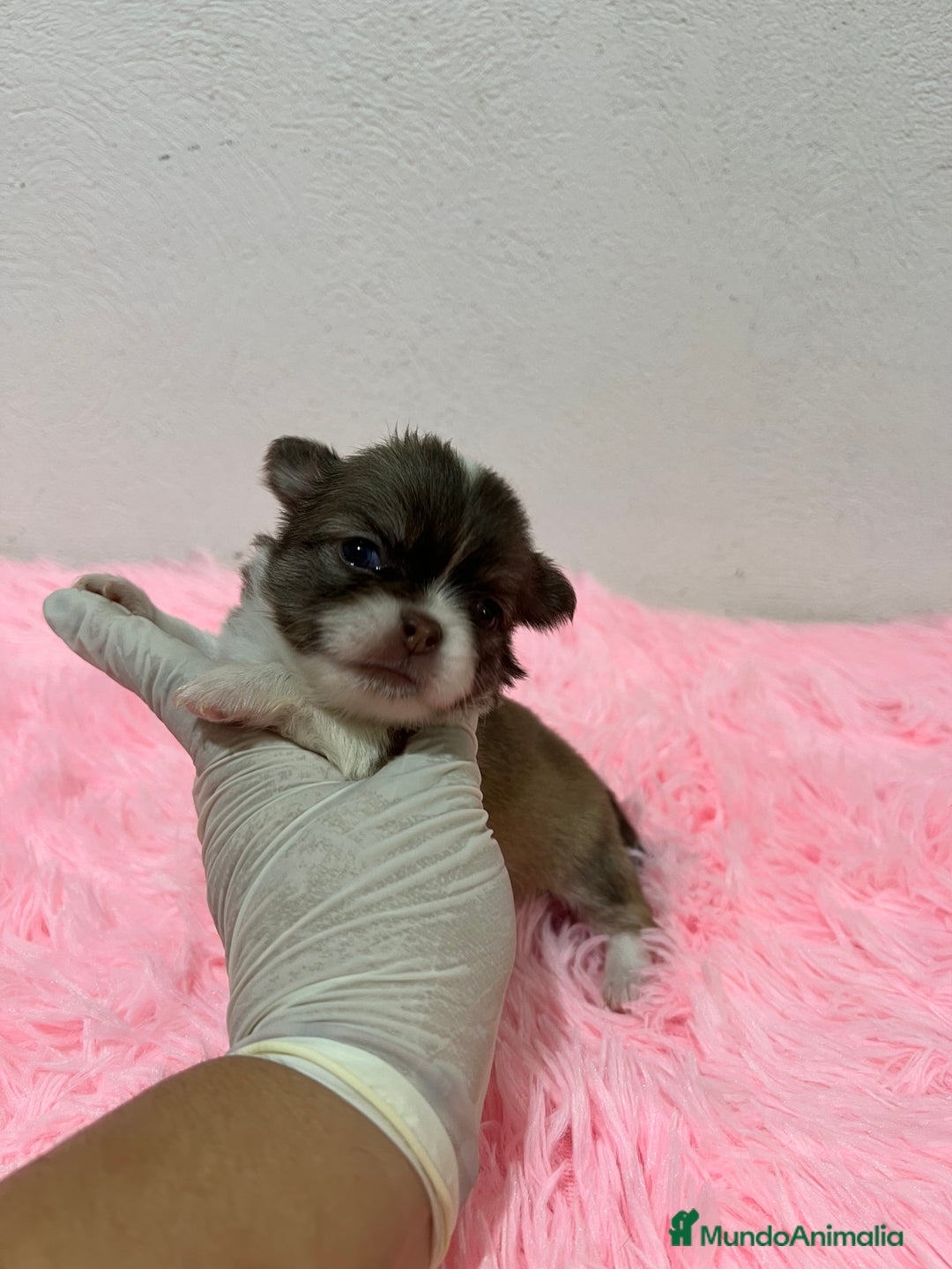 Chihuahua perros en venta: Chihuahua pelo largo  - Imagen 1