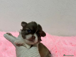 Chihuahua perros - Anuncio 32