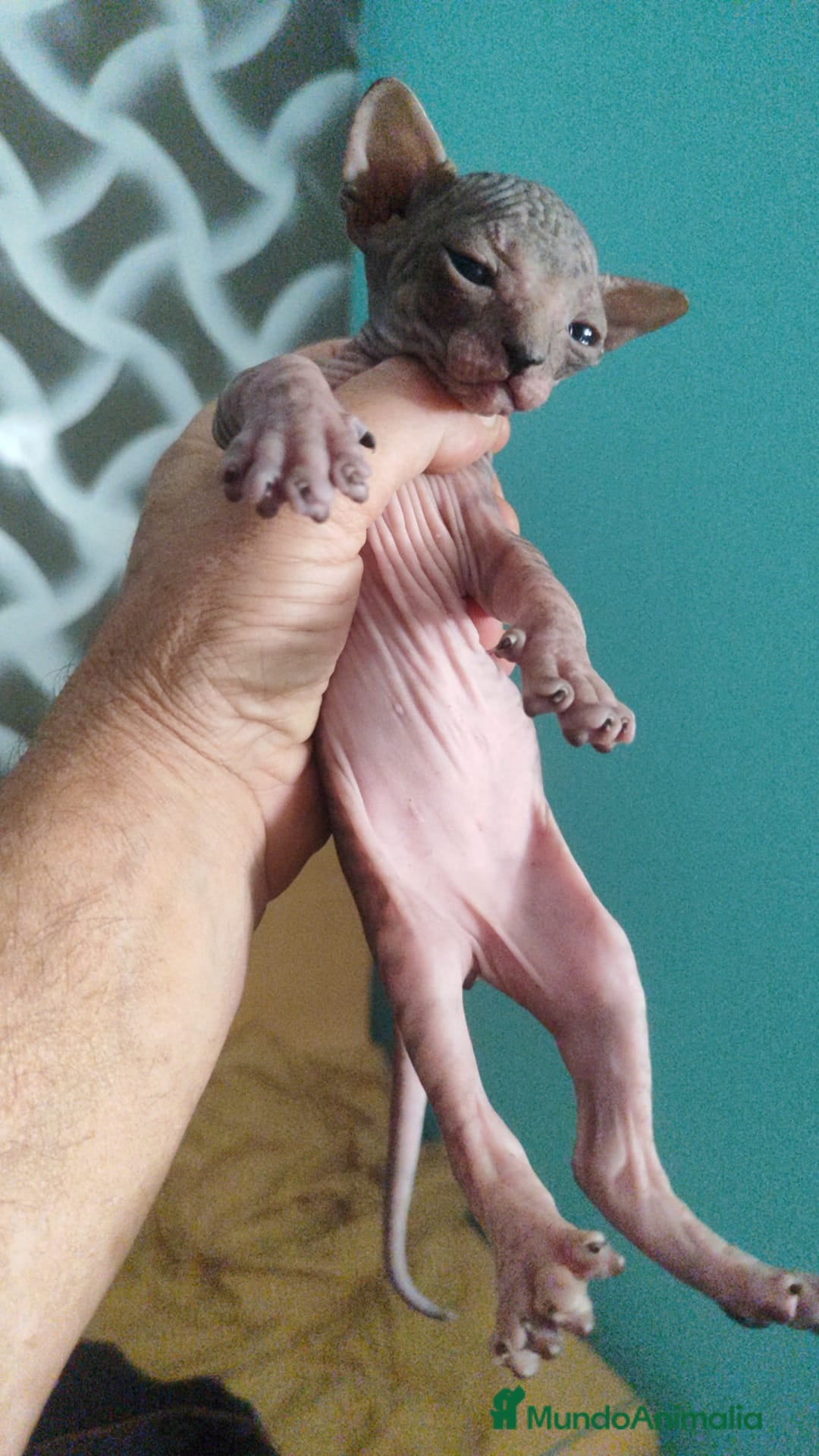 Sphynx gatos en venta: Sphynx pura raza. Tacto goma - Imagen 5