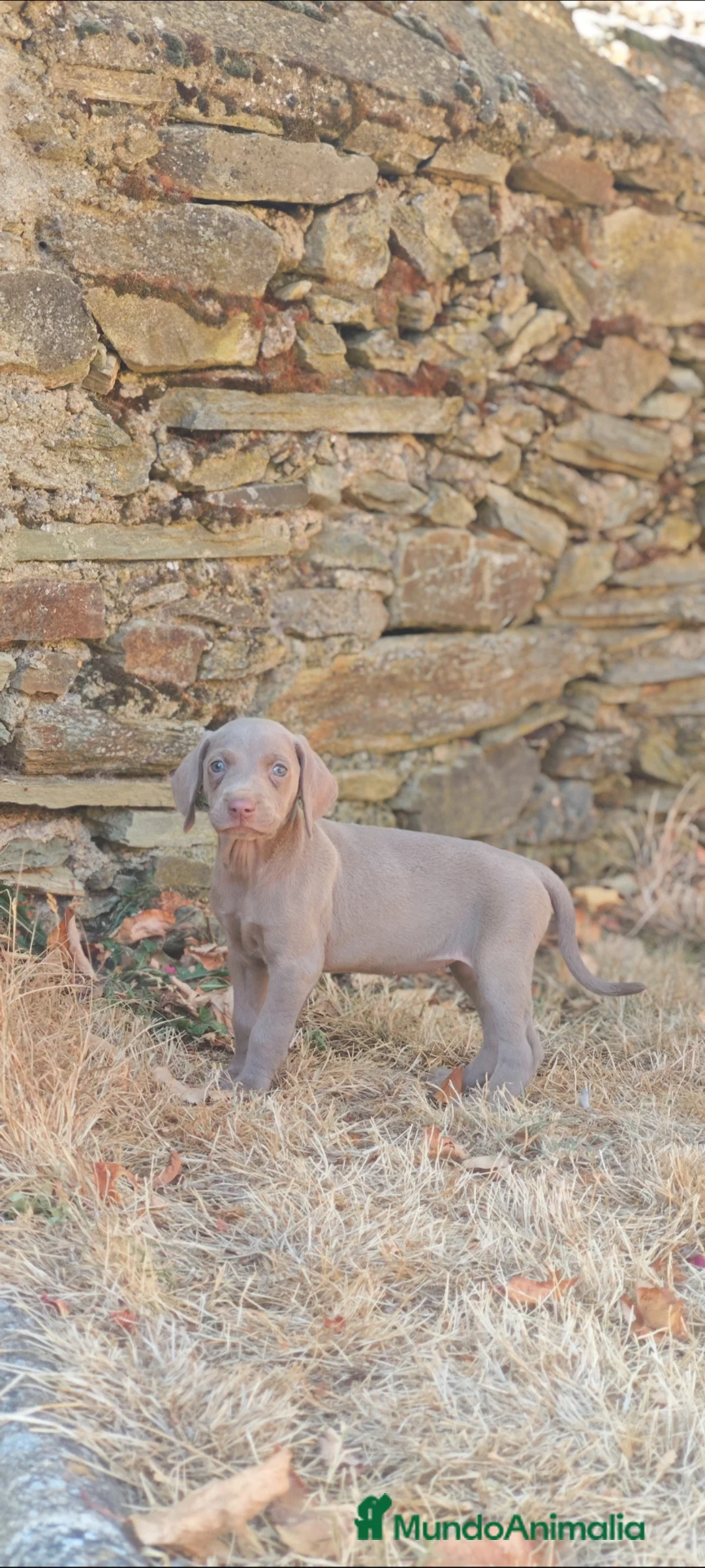 Braco Alemán de Pelo Corto perros en venta: Braco weimar  - Anuncio 3
