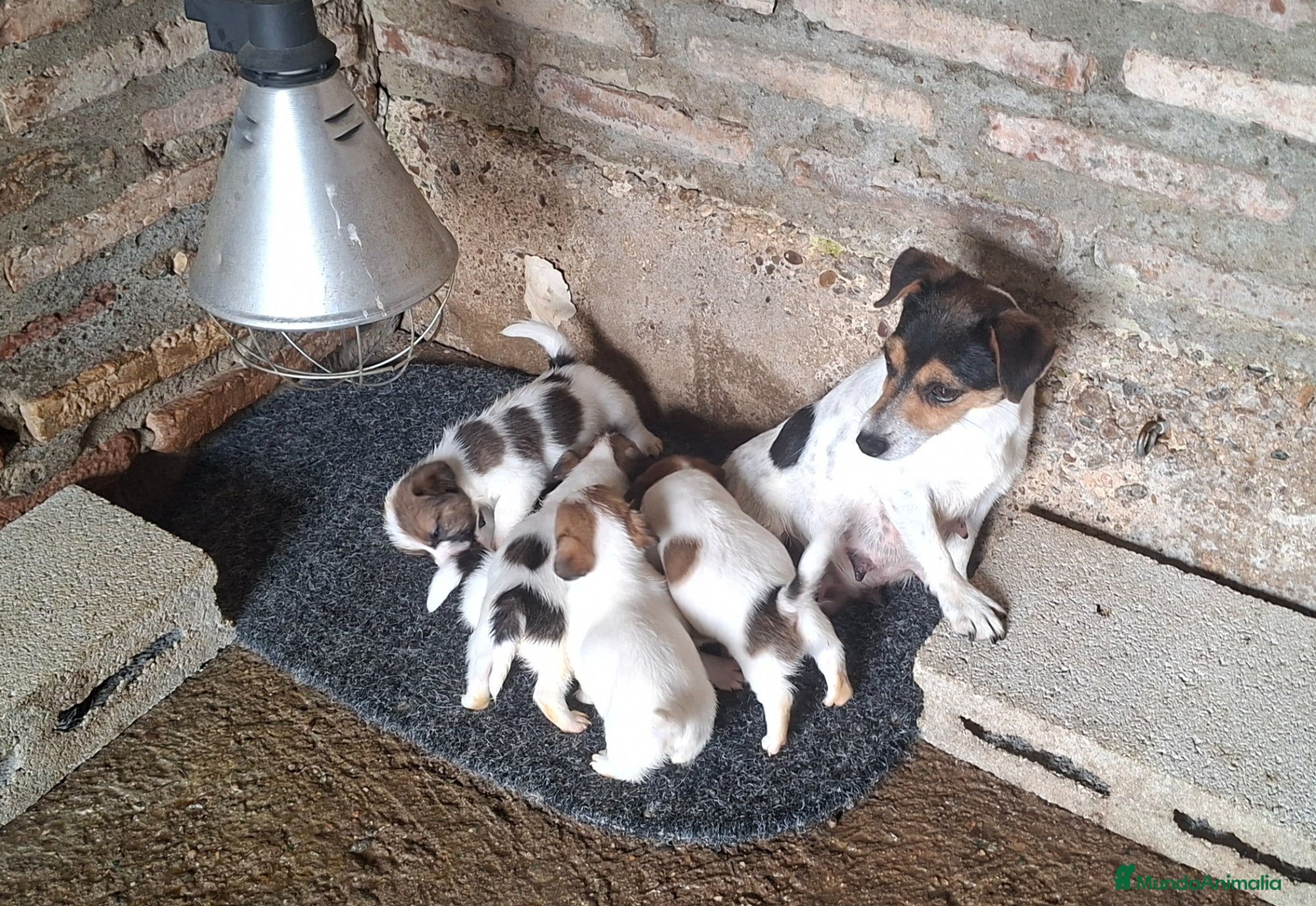 Jack Russell Terrier perros Jack Russell - Anuncio 1