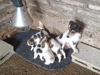 Jack Russell Terrier perros Jack Russell - Anuncio 1