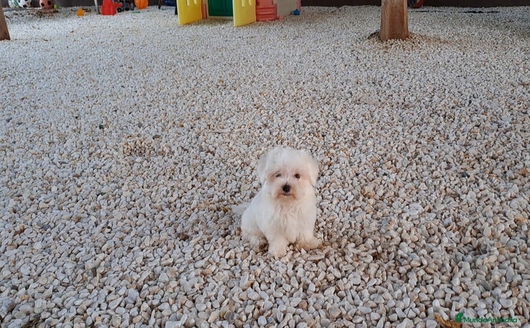 Bichón Maltés perros - Anuncio 2