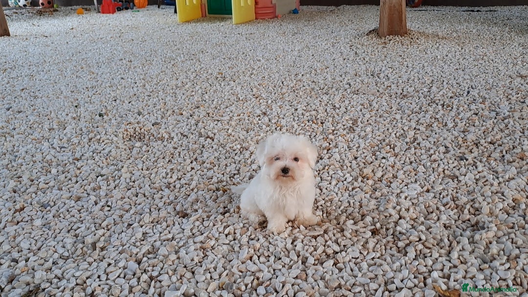 Bichón Maltés perros en venta: Cachorrito Bichon Maltes  - Imagen 1