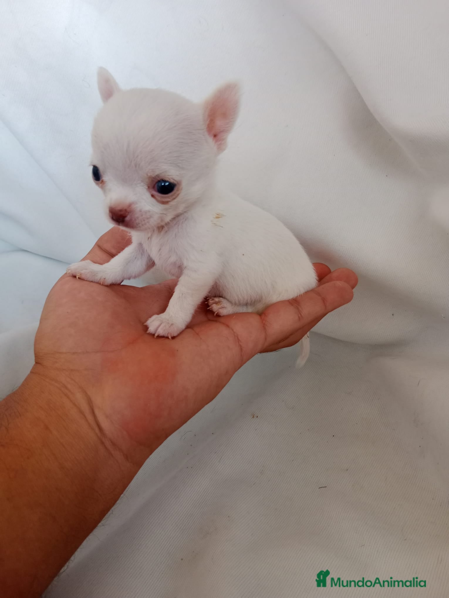 Chihuahua perros en venta: PRECIOSOS CHIHUAHUA RUSO Y ASIÁTICO - Anuncio 7