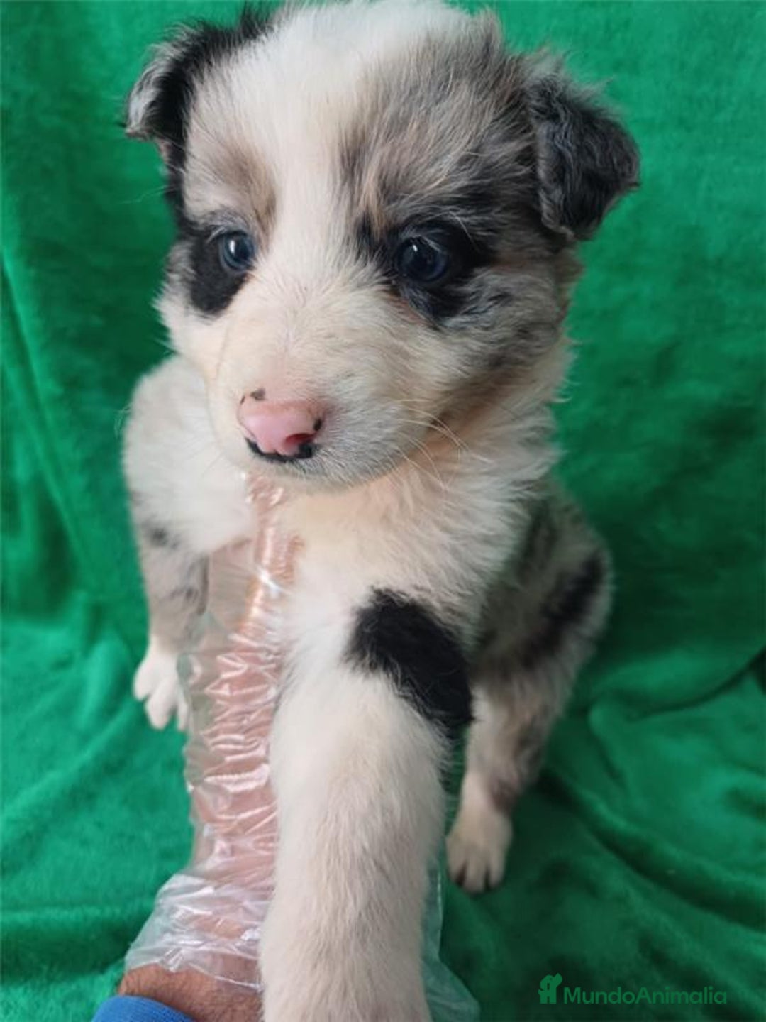 Border Collie perros en venta: Border Collie Merle  - Imagen 1
