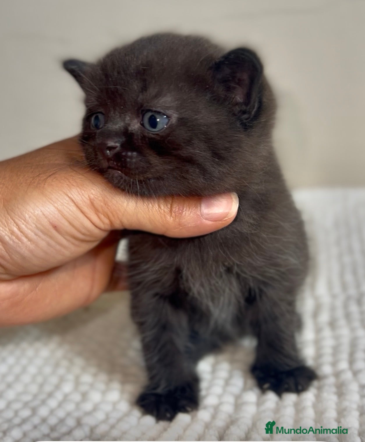 Británico de Pelo Corto gatos MACHITO NEGRO BRITISH SHORTHAIR  - Anuncio 4