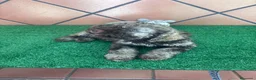Perro de Agua Español perros en venta: Excelente último cachorrito perro de agua Español - Anuncio 8