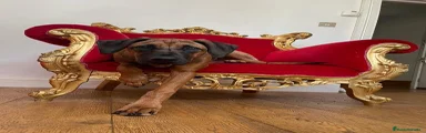 Rhodesian Ridgeback 2
