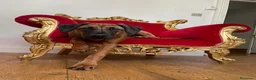 Rhodesian Ridgeback perros en venta: Rhodesian Ridgeback adultos con pedigrí  - Anuncio 8