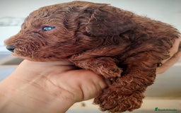 Caniche Toy perros en venta: Caniche toy rojo - Anuncio 2