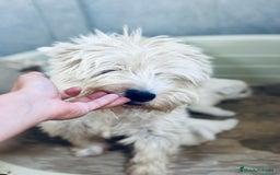 West Highland White Terrier perros en venta: WEST HISTLAND TERRIER - Imagen 2