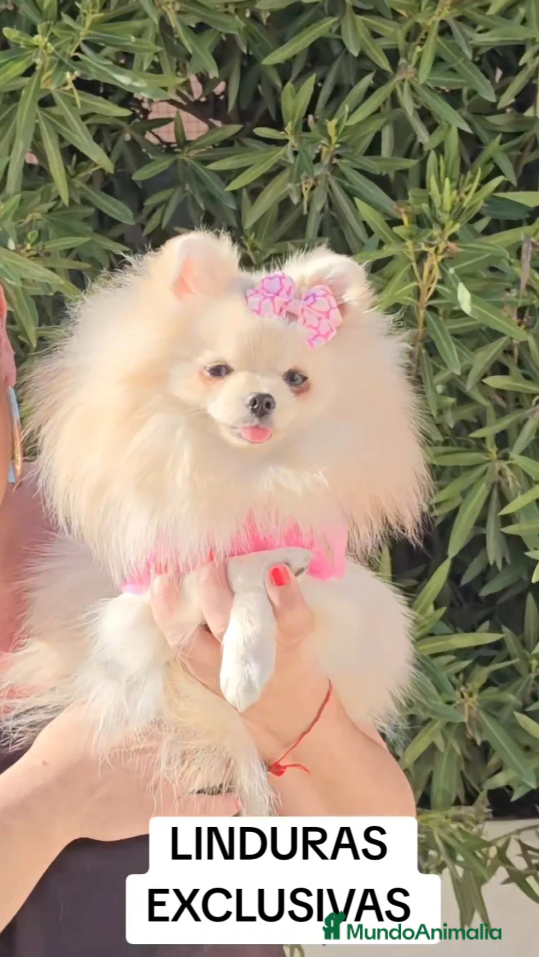 Pomerania perros en venta: POMERANIA HEMBRA MINIATURA - Anuncio 2