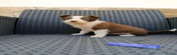Border Collie perros en venta: Borde collie - Anuncio 8