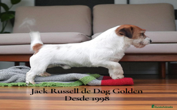 Jack Russell Terrier perros en venta: Jack Russell Terrier - Imagen 5