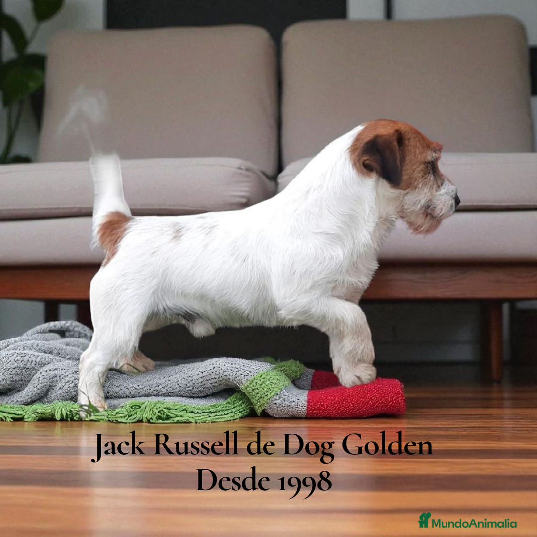 Jack Russell Terrier perros en venta: Jack Russell Terrier - Imagen 5