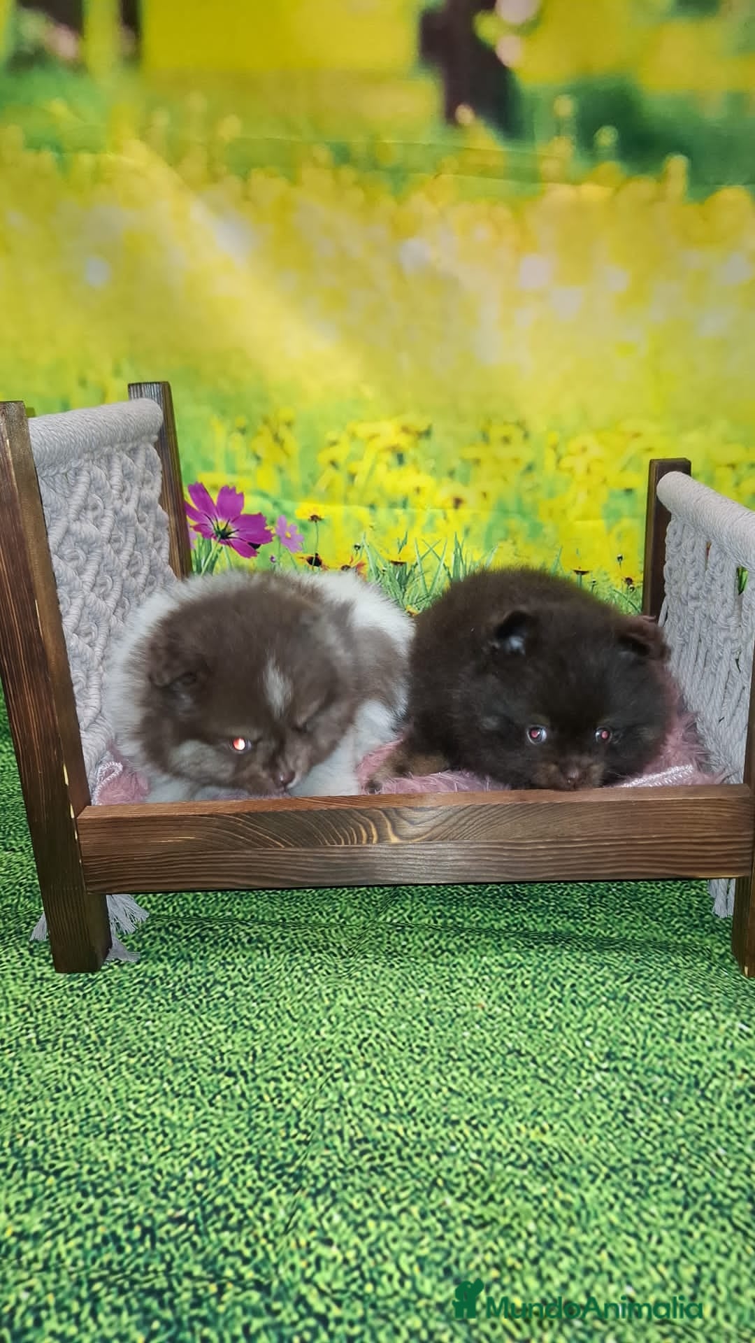 Pomerania perros en venta: Pomerania chocolate macho  - Anuncio 6