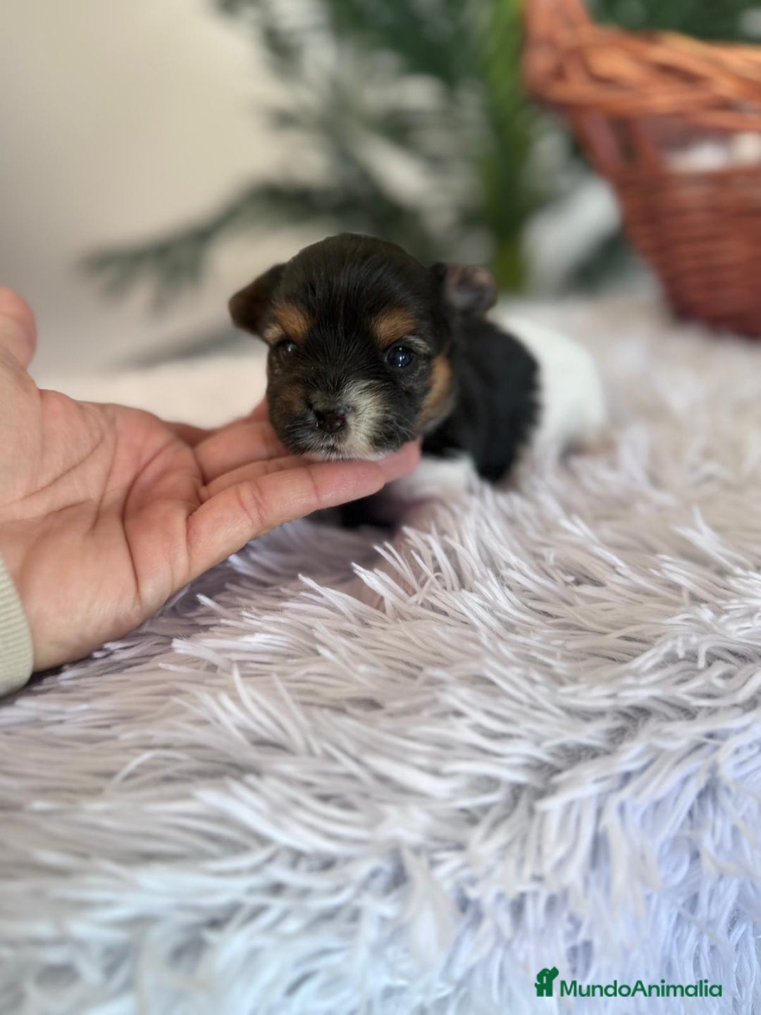 Yorkshire Terrier perros en venta: YORKSHIRE BIEWER HEMBRA - Anuncio 8