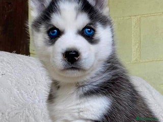 Husky Siberiano perros Husky Siberiano - Anuncio 1