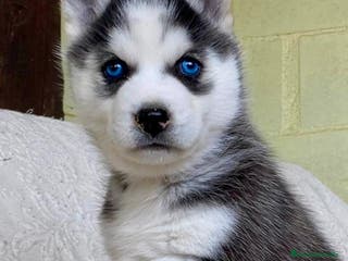 Husky Siberiano perros Husky Siberiano - Anuncio 1