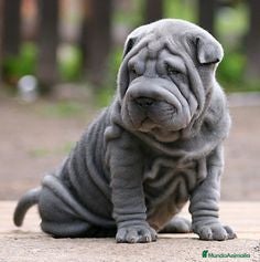 Shar Pei perros BEBES SHAR PEI en Málaga - Anuncio 8