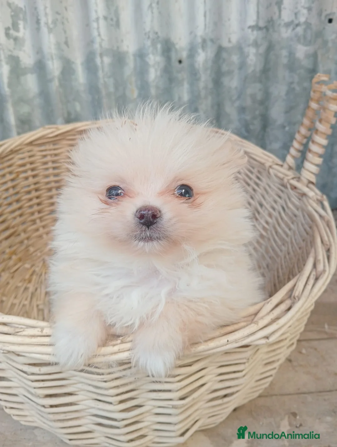Pomerania perros en venta: Pomerania  - Anuncio 2