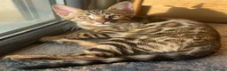 Bengalí gatos en venta: Hembra Bengalí Brown Spotted Tabby - Anuncio 8