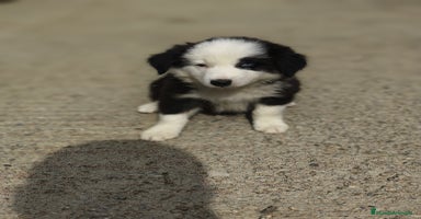 Border Collie perros - Propaganda 13